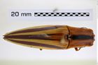 Foto (Dorsalansicht) von Semiotus serraticornis syn.distinctus (Drury, 1782) (NHMW-ZOO-COL-0008233)
